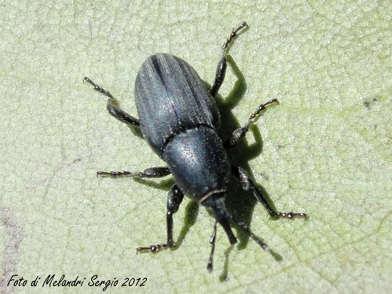 Identificazione - Sphenophorus sp.